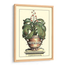 Antiguo Munning Aloe Ii - Abraham Munting | Cuadro decorativo de Canvas Lab