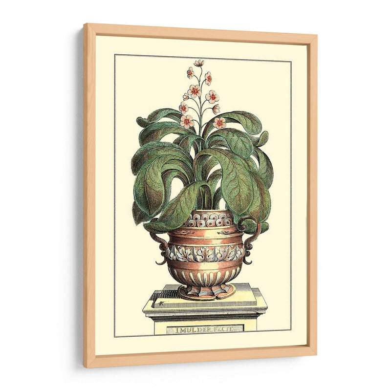 Antiguo Munning Aloe Ii - Abraham Munting | Cuadro decorativo de Canvas Lab