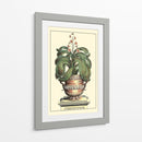 Antiguo Munning Aloe Ii - Abraham Munting | Cuadro decorativo de Canvas Lab