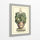 Antiguo Munning Aloe Ii - Abraham Munting | Cuadro decorativo de Canvas Lab