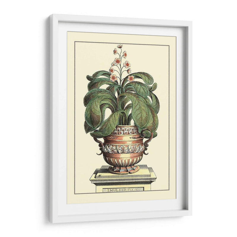 Antiguo Munning Aloe Ii - Abraham Munting | Cuadro decorativo de Canvas Lab