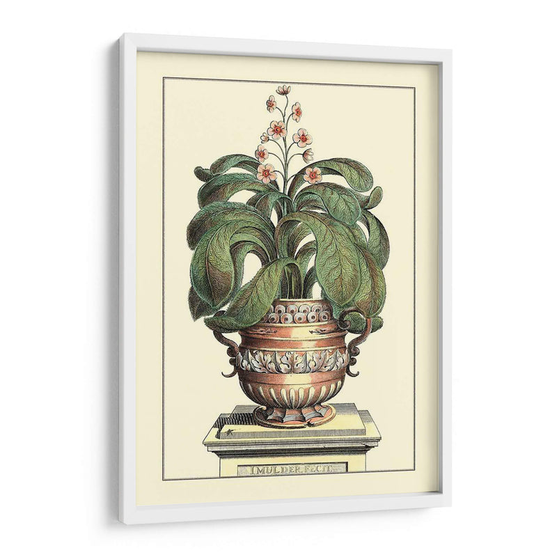 Antiguo Munning Aloe Ii - Abraham Munting | Cuadro decorativo de Canvas Lab