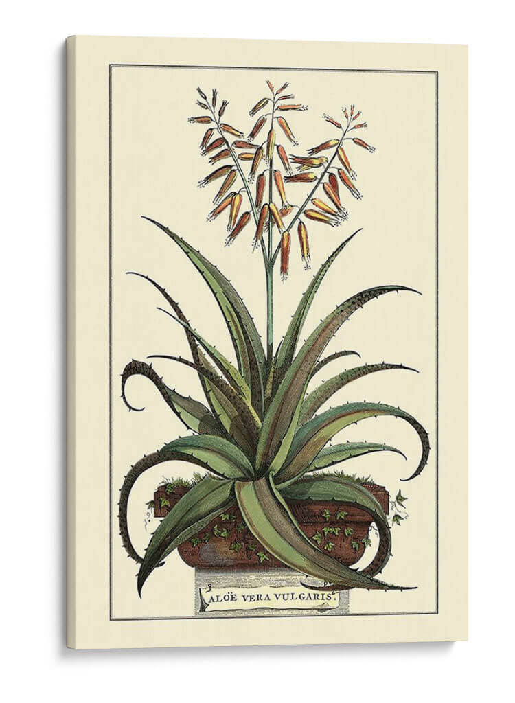 Antiguo Munning Aloe Iii - Abraham Munting | Cuadro decorativo de Canvas Lab