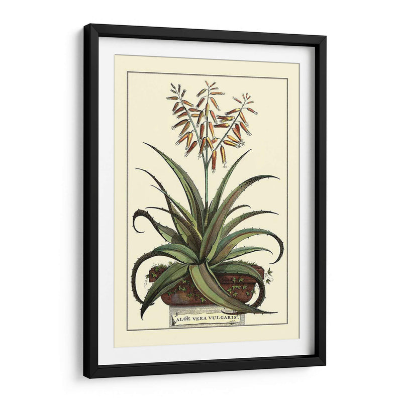 Antiguo Munning Aloe Iii - Abraham Munting | Cuadro decorativo de Canvas Lab