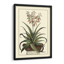 Antiguo Munning Aloe Iii - Abraham Munting | Cuadro decorativo de Canvas Lab