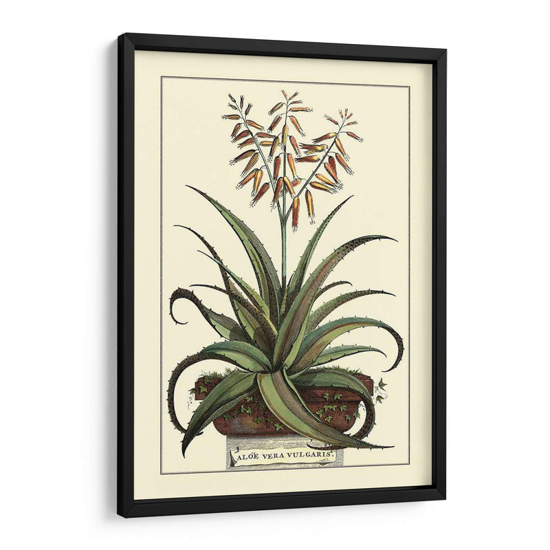 Antiguo Munning Aloe Iii - Abraham Munting | Cuadro decorativo de Canvas Lab