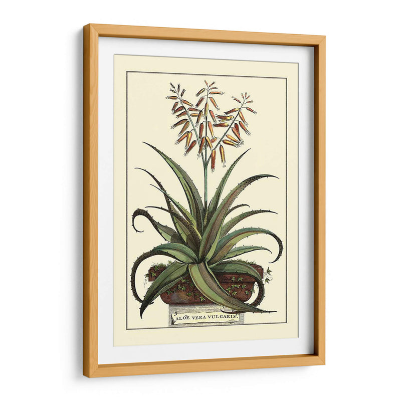 Antiguo Munning Aloe Iii - Abraham Munting | Cuadro decorativo de Canvas Lab