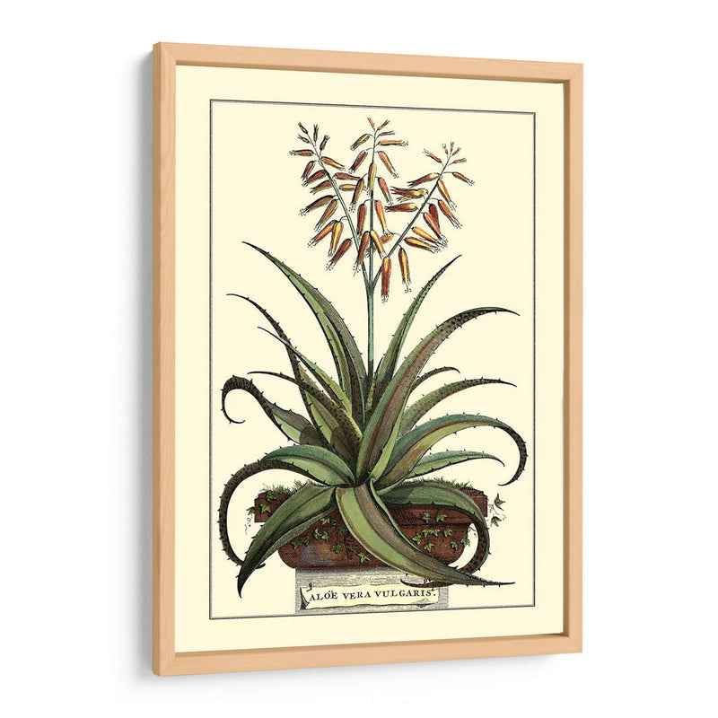 Antiguo Munning Aloe Iii - Abraham Munting | Cuadro decorativo de Canvas Lab