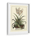 Antiguo Munning Aloe Iii - Abraham Munting | Cuadro decorativo de Canvas Lab