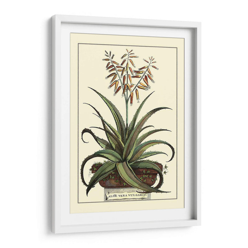 Antiguo Munning Aloe Iii - Abraham Munting | Cuadro decorativo de Canvas Lab