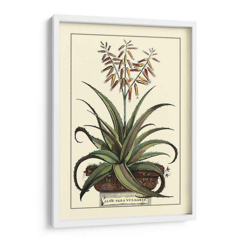 Antiguo Munning Aloe Iii - Abraham Munting | Cuadro decorativo de Canvas Lab