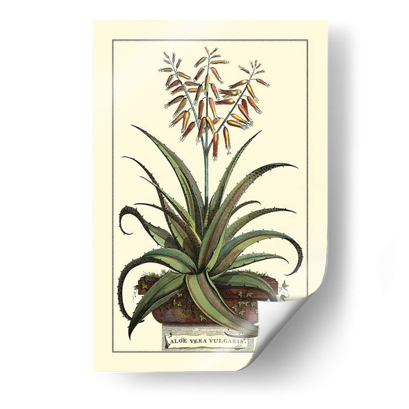 Antiguo Munning Aloe Iii - Abraham Munting | Cuadro decorativo de Canvas Lab