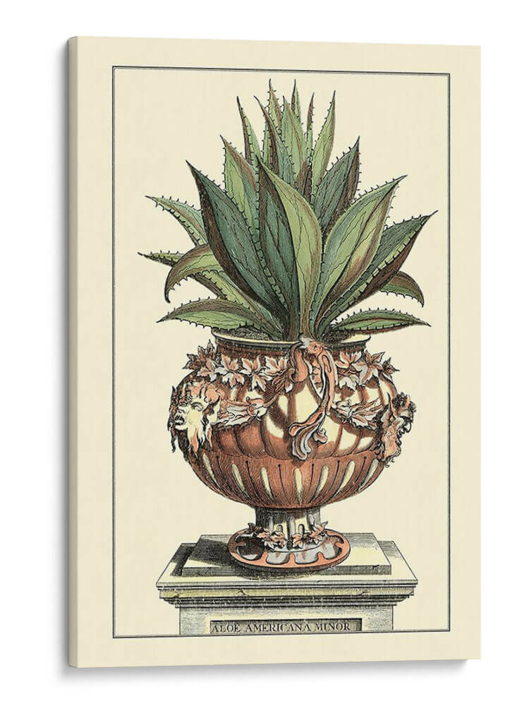 Antiguo Munning Aloe Iv - Abraham Munting | Cuadro decorativo de Canvas Lab