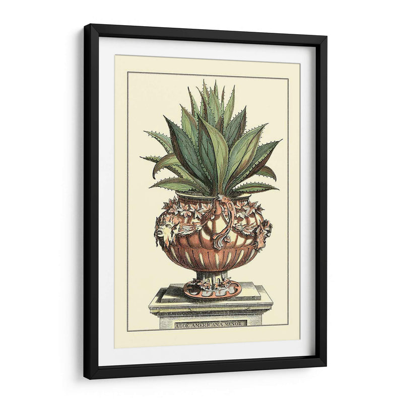 Antiguo Munning Aloe Iv - Abraham Munting | Cuadro decorativo de Canvas Lab