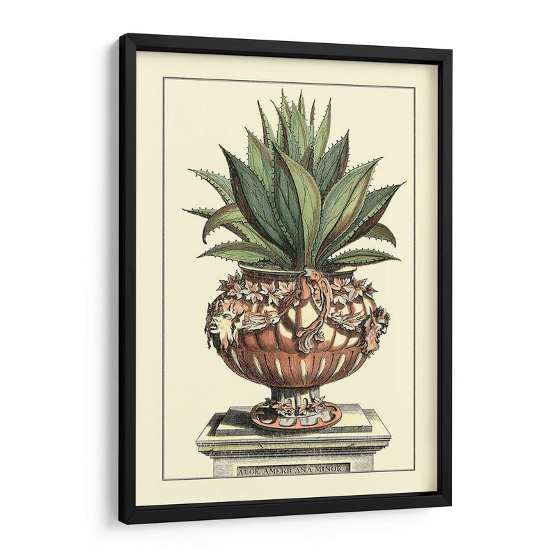 Antiguo Munning Aloe Iv - Abraham Munting | Cuadro decorativo de Canvas Lab