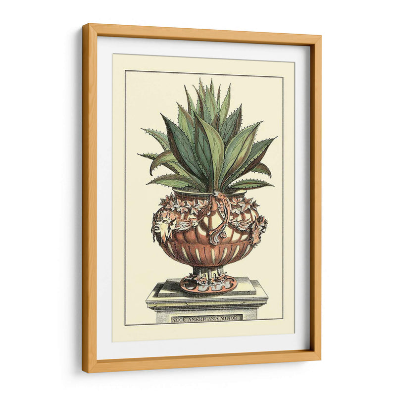 Antiguo Munning Aloe Iv - Abraham Munting | Cuadro decorativo de Canvas Lab