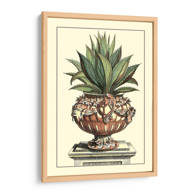 Antiguo Munning Aloe Iv - Abraham Munting | Cuadro decorativo de Canvas Lab