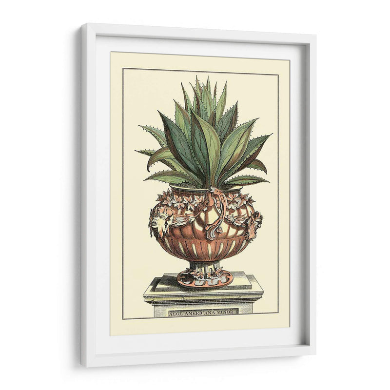 Antiguo Munning Aloe Iv - Abraham Munting | Cuadro decorativo de Canvas Lab