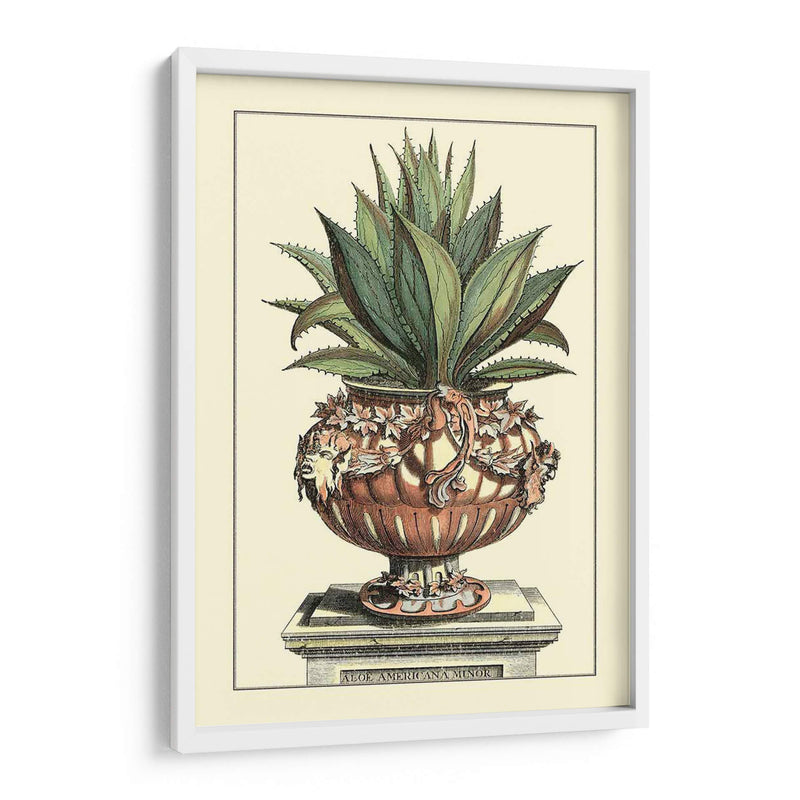 Antiguo Munning Aloe Iv - Abraham Munting | Cuadro decorativo de Canvas Lab