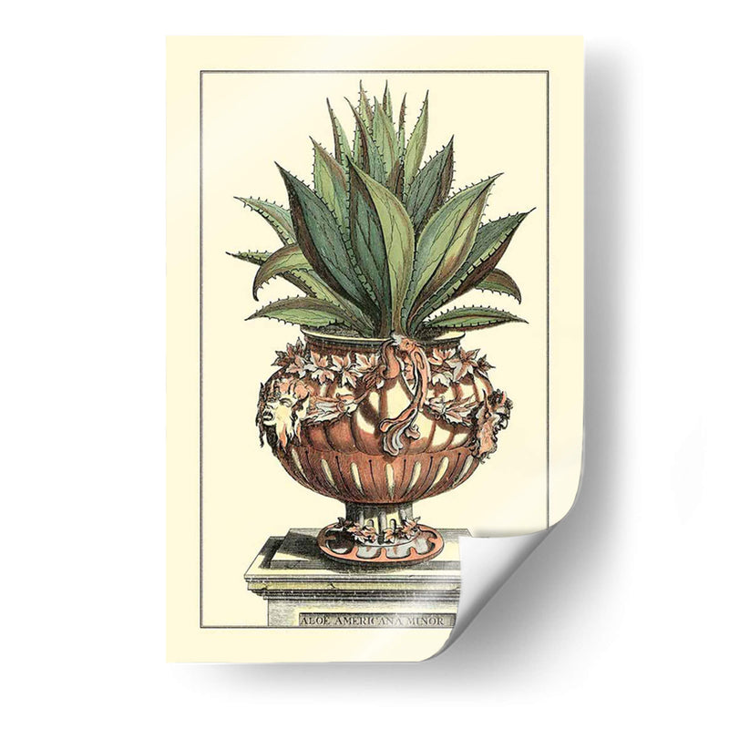 Antiguo Munning Aloe Iv - Abraham Munting | Cuadro decorativo de Canvas Lab