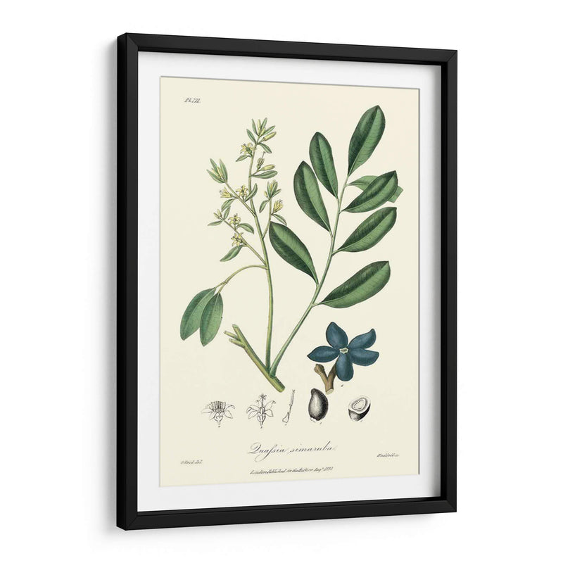 Follaje Woodland I - Weddell | Cuadro decorativo de Canvas Lab