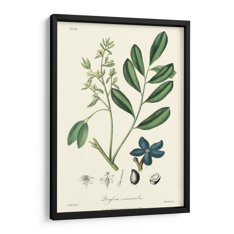 Follaje Woodland I - Weddell | Cuadro decorativo de Canvas Lab