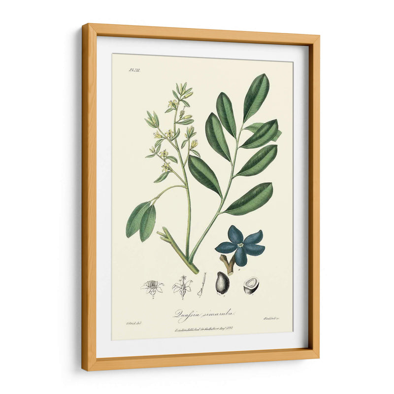 Follaje Woodland I - Weddell | Cuadro decorativo de Canvas Lab