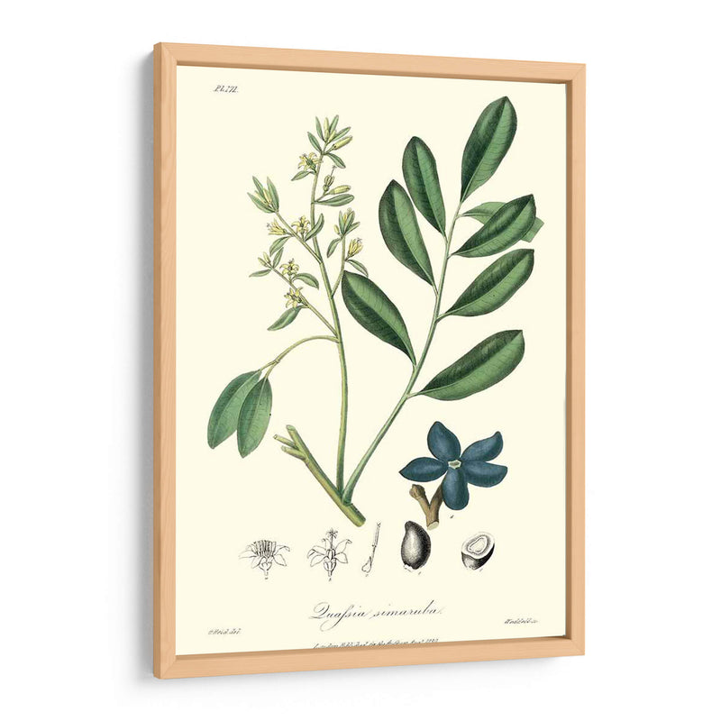 Follaje Woodland I - Weddell | Cuadro decorativo de Canvas Lab