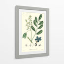 Follaje Woodland I - Weddell | Cuadro decorativo de Canvas Lab