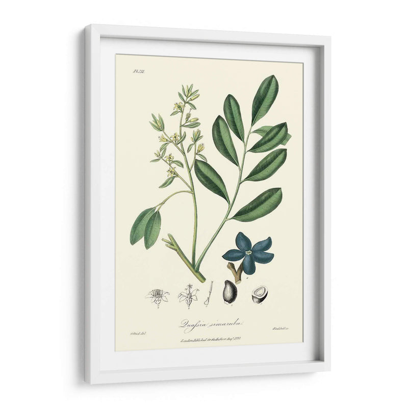 Follaje Woodland I - Weddell | Cuadro decorativo de Canvas Lab