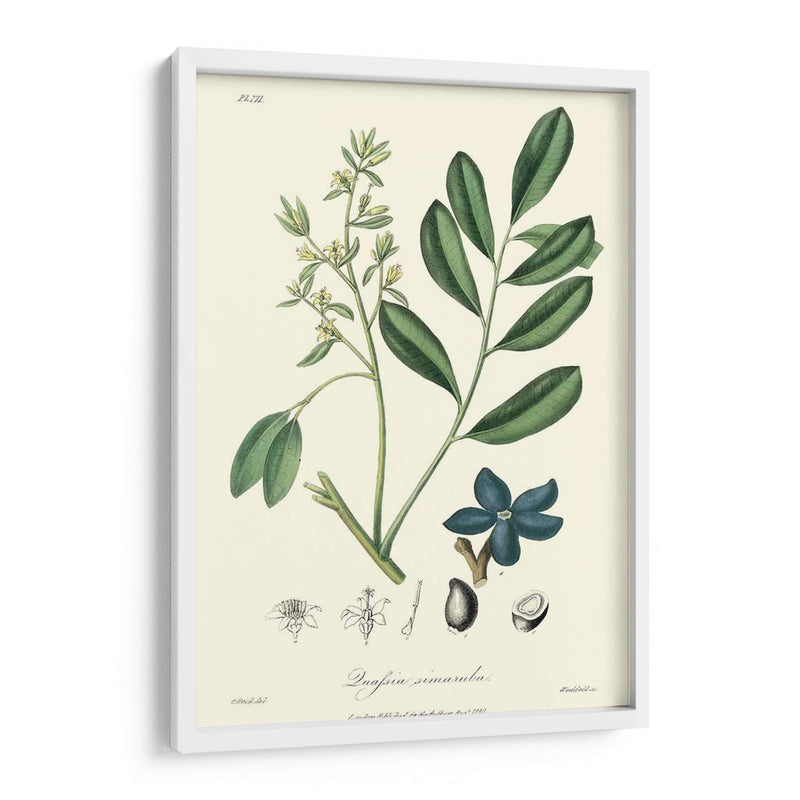 Follaje Woodland I - Weddell | Cuadro decorativo de Canvas Lab