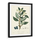 Follaje De Bosque Iii - Weddell | Cuadro decorativo de Canvas Lab