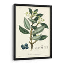 Follaje De Bosque Iii - Weddell | Cuadro decorativo de Canvas Lab