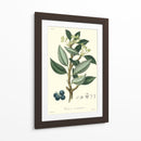 Follaje De Bosque Iii - Weddell | Cuadro decorativo de Canvas Lab