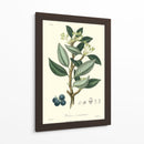 Follaje De Bosque Iii - Weddell | Cuadro decorativo de Canvas Lab
