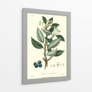 Follaje De Bosque Iii - Weddell | Cuadro decorativo de Canvas Lab