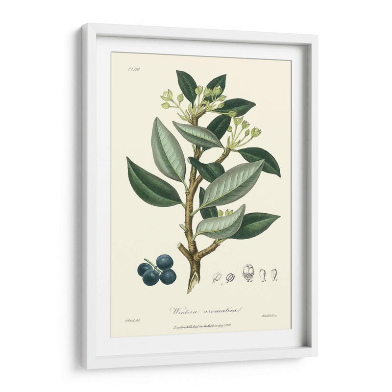 Follaje De Bosque Iii - Weddell | Cuadro decorativo de Canvas Lab