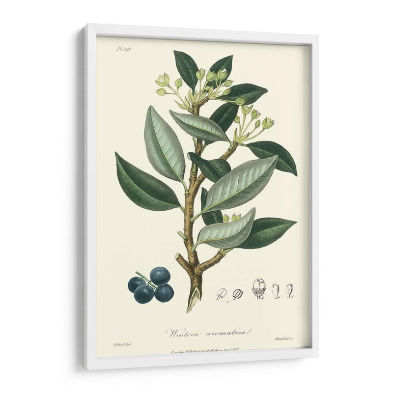 Follaje De Bosque Iii - Weddell | Cuadro decorativo de Canvas Lab