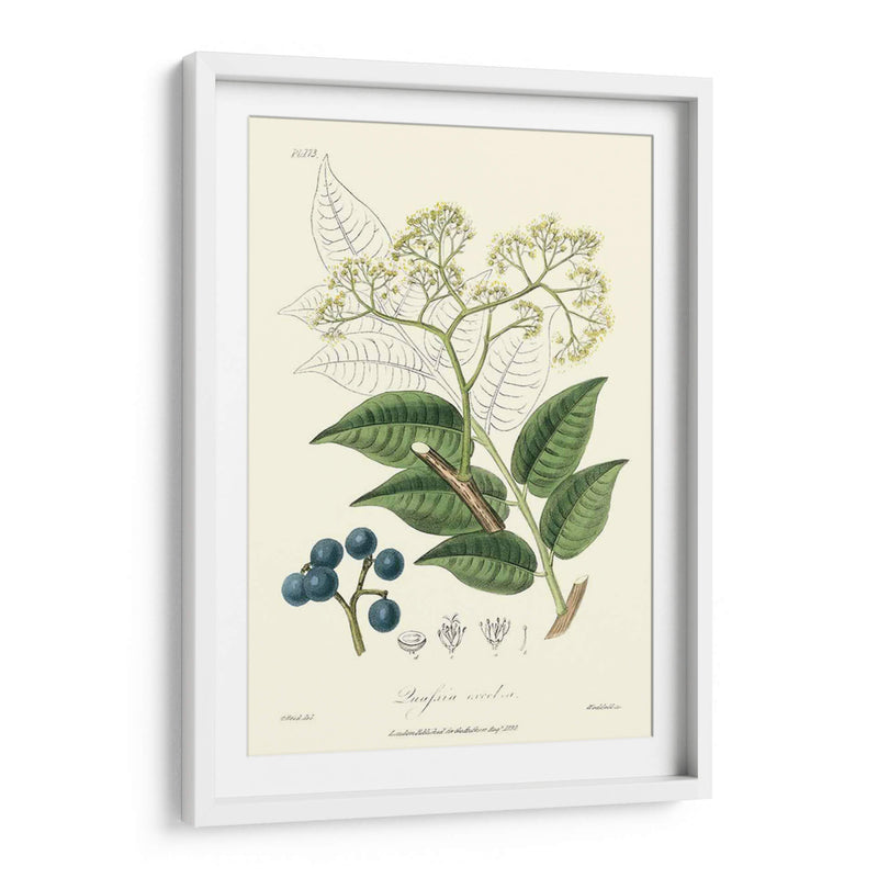 Follaje Woodland Iv - Weddell | Cuadro decorativo de Canvas Lab