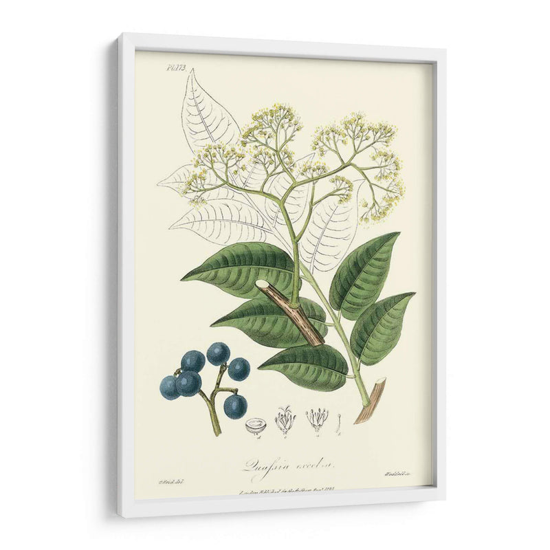 Follaje Woodland Iv - Weddell | Cuadro decorativo de Canvas Lab