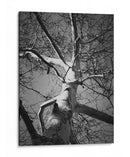 Birch Clásico I - Ethan Harper | Cuadro decorativo de Canvas Lab