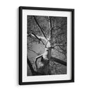 Birch Clásico I - Ethan Harper | Cuadro decorativo de Canvas Lab