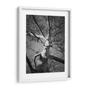 Birch Clásico I - Ethan Harper | Cuadro decorativo de Canvas Lab