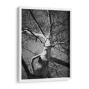 Birch Clásico I - Ethan Harper | Cuadro decorativo de Canvas Lab