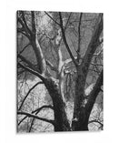 Birch Clásico Ii - Ethan Harper | Cuadro decorativo de Canvas Lab