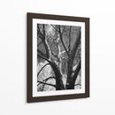 Birch Clásico Ii - Ethan Harper | Cuadro decorativo de Canvas Lab