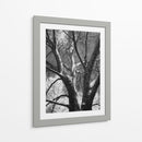 Birch Clásico Ii - Ethan Harper | Cuadro decorativo de Canvas Lab