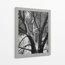 Birch Clásico Ii - Ethan Harper | Cuadro decorativo de Canvas Lab