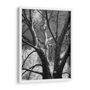 Birch Clásico Ii - Ethan Harper | Cuadro decorativo de Canvas Lab