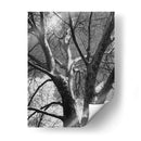 Birch Clásico Ii - Ethan Harper | Cuadro decorativo de Canvas Lab